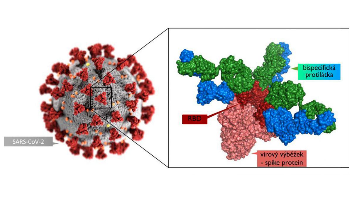 Vědci: Nová dvojitá protilátka zabírá na všechny hlavní mutace koronaviru
